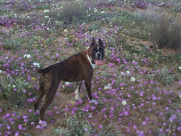 Desert Beauty