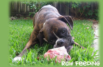 Desi eating a bone