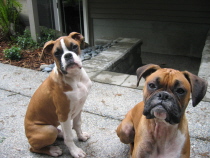 Deuce and Bella