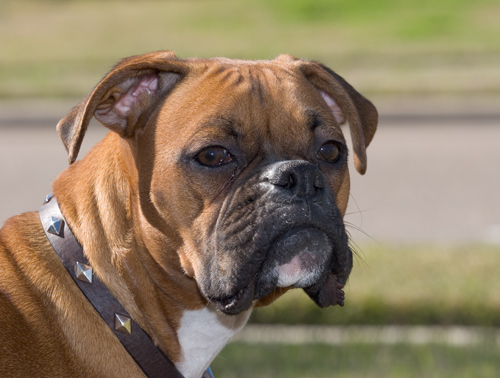 Deuce Profile