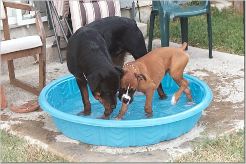 Deuce trying to kick Zero out of the pool