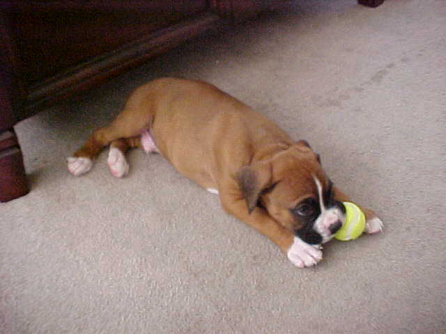 Deuce's 1st tennis ball