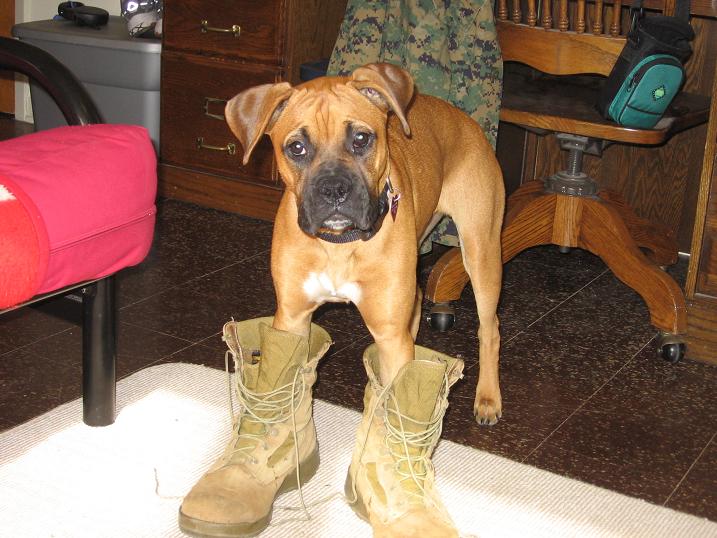 Devil Dog Madi...Oooruff !!!!