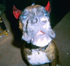 Devil Tucker