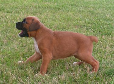 Dew playing