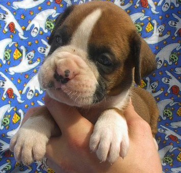 dex@3weeks