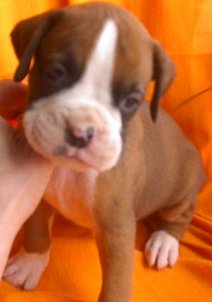 dex@4weeks
