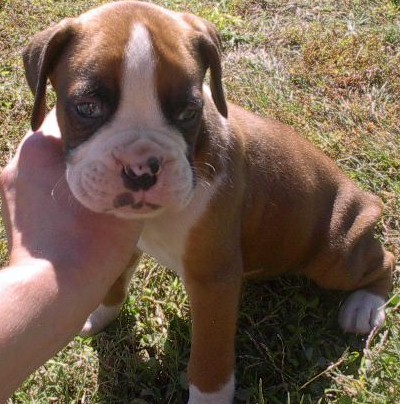 dex@5weeks