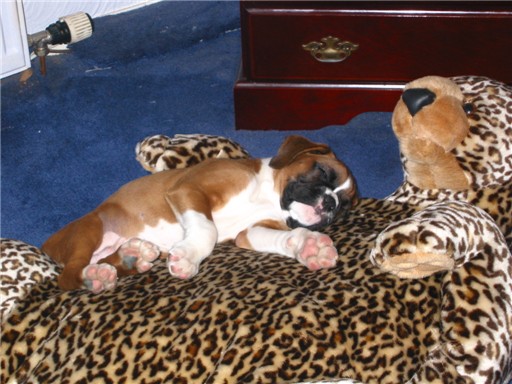 dexbed1