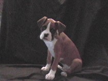 Dexter @ 11 weeks