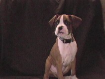 Dexter @11 wks2