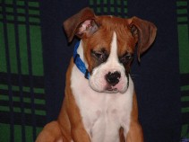 Dexter @ 4 months