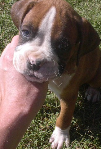 Dexter @ 6 weeks