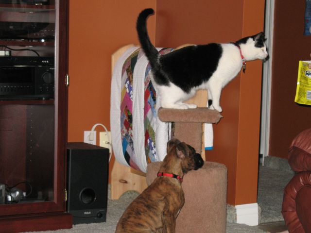 Dexter and Little One (the cat)