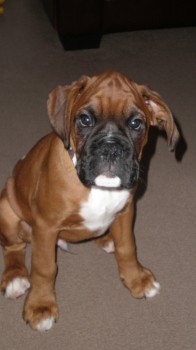 Dexter at 3mths