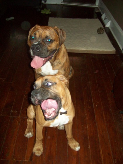 Dexter lost his mind!