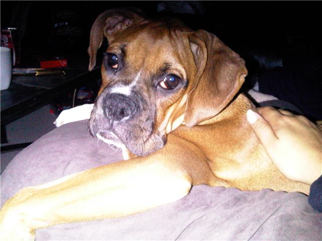 Dexter lounging
