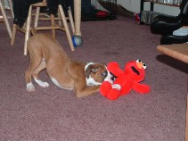 Dexter meets Elmo