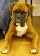 Dexter on graduation day .Passing his puppy obedience class .