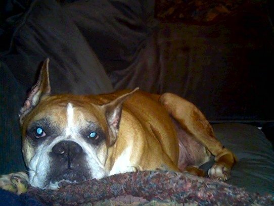 Dexter on the couch