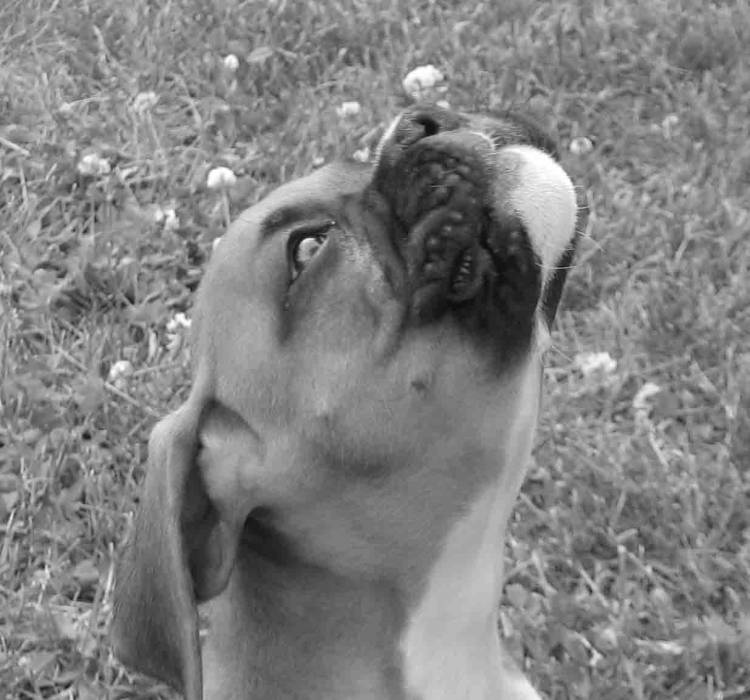 Dexter Singing