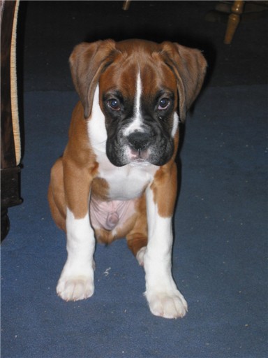 Dexter