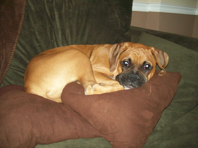 Dexter