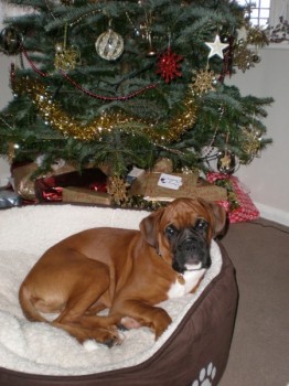 Dexter's christmas