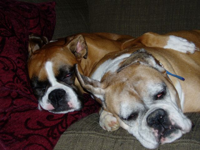 Diamond and Maxine