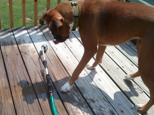 Diamond having fun with water