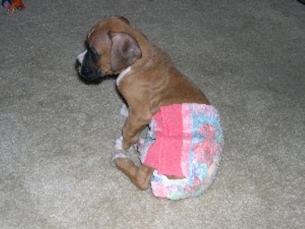 diaper