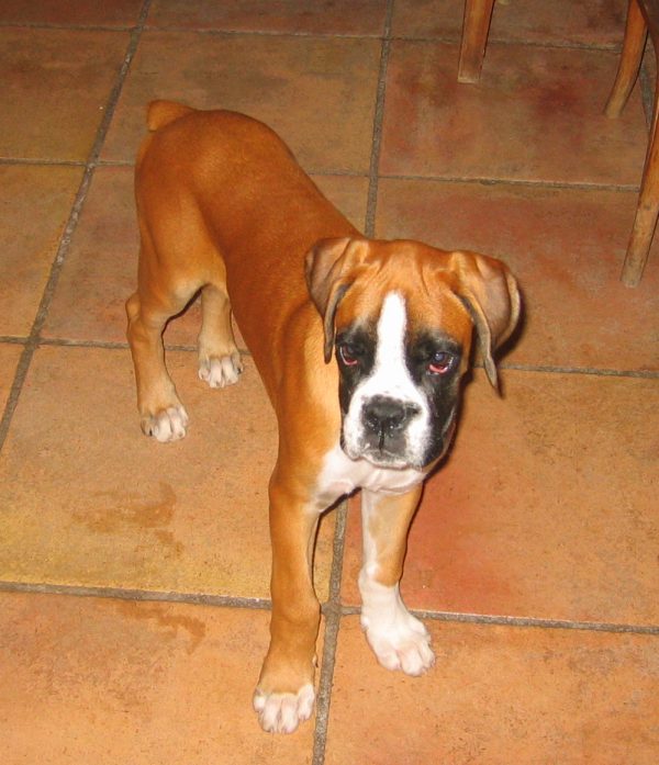 Dick. 3 month old (September 2005)