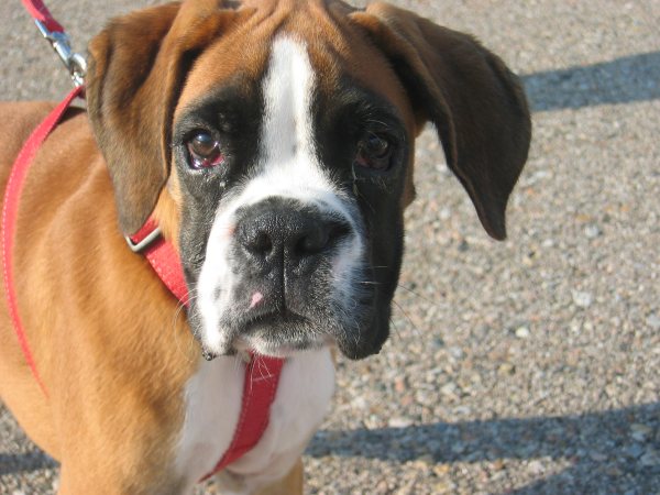 Dick. What's hap? (13 kg. 3 month September 2005)