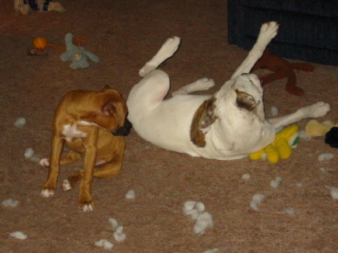 Did it snow in here?