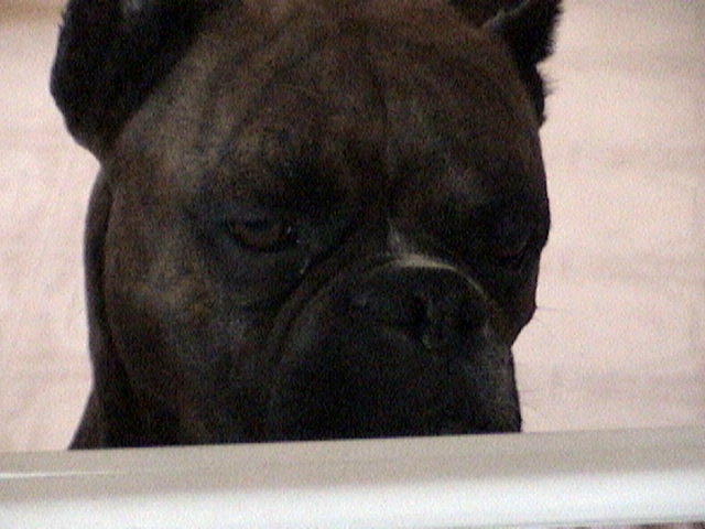 Did someone say CAT!!  Where??