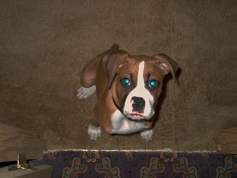 Did you say cookie!
