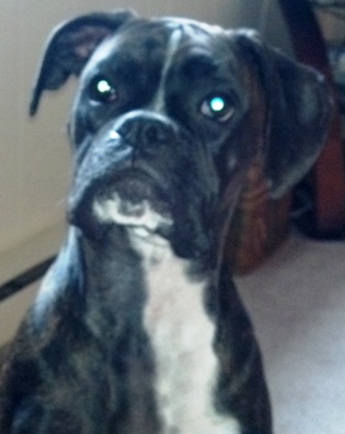 Did you say treat?