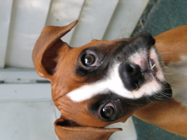 Did you say treats?
