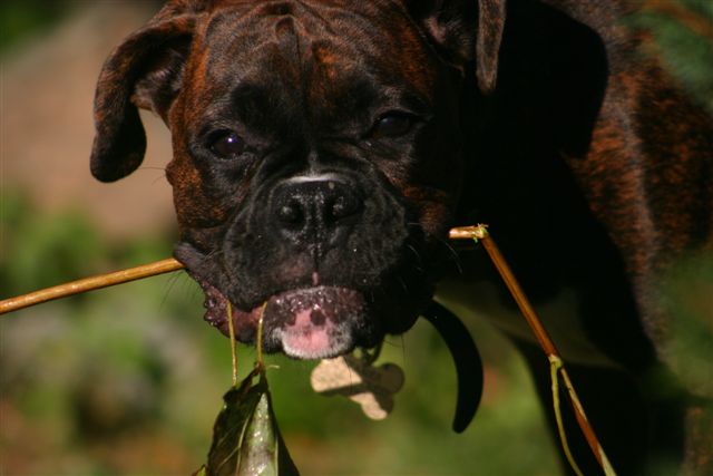 "Did you say you wanted that stick back?"