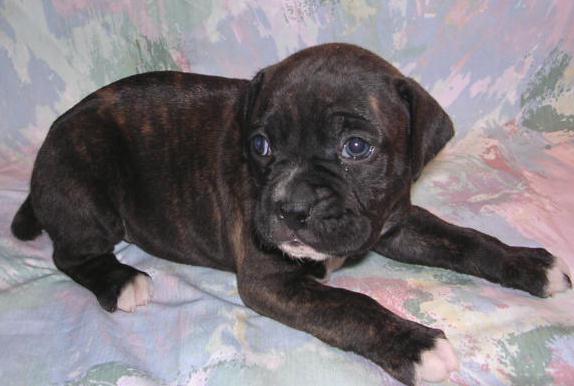 DiDi at 4 weeks