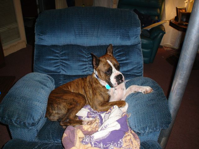Didn't that used to be my recliner, and my lsu blanket