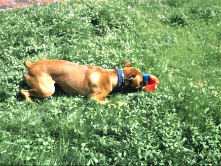 die ball die!