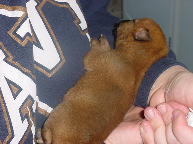 Diego 11 days old