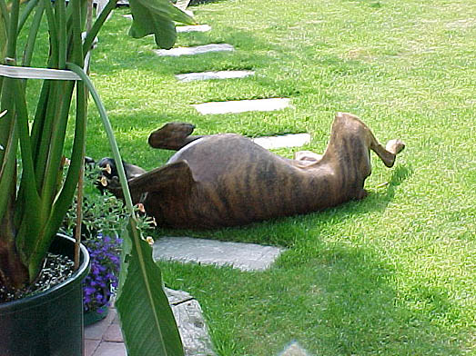 Diego *sunning*