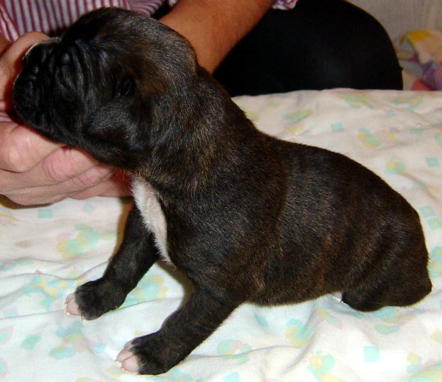 diesel 2 weeks old!