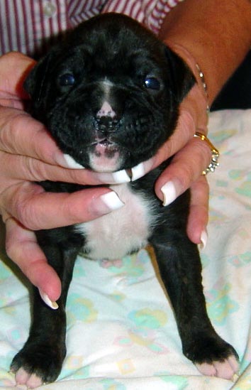 Diesel 2 weeks old !!