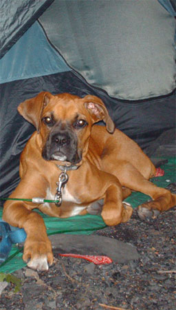 Diesel @ 4 months