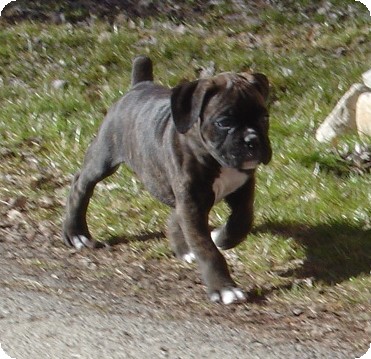Diesel 5 weeks old :)