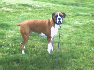 Diesel 6-11-06