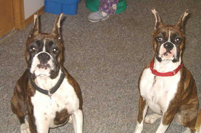 Diesel  and Daisy